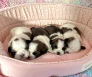 シーズーの赤ちゃん産まれました♪