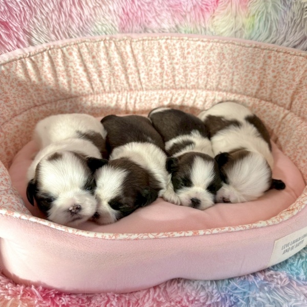 シーズーの赤ちゃん産まれました♪