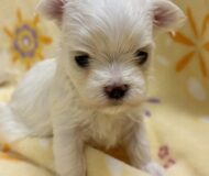 マルチーズの赤ちゃんいます♪