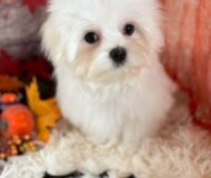 マルチーズの赤ちゃんいます♪