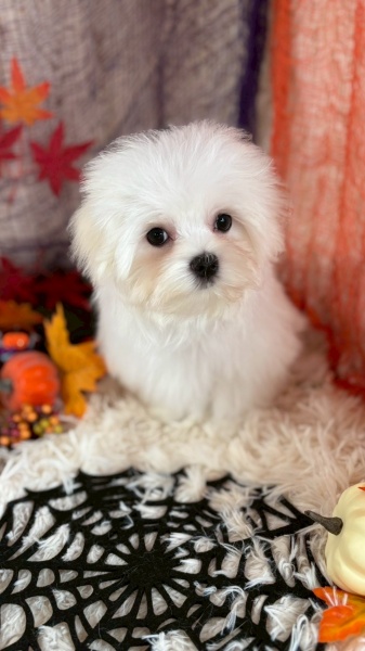 マルチーズの男の子います♪