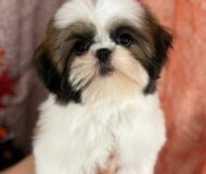 シーズーの女の子います♪