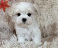 マルチーズの女の子産まれました♪