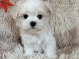 マルチーズの女の子産まれました♪