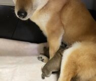 柴犬の赤ちゃん産まれました♪
