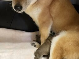 柴犬の赤ちゃん産まれました♪