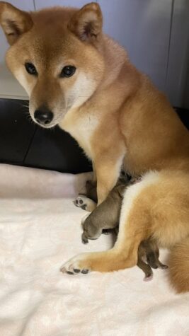 ●柴犬の赤ちゃん産まれました