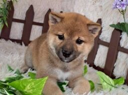 柴犬の赤ちゃん産まれました♪