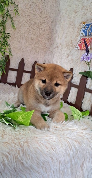 柴犬の赤ちゃん産まれました♪
